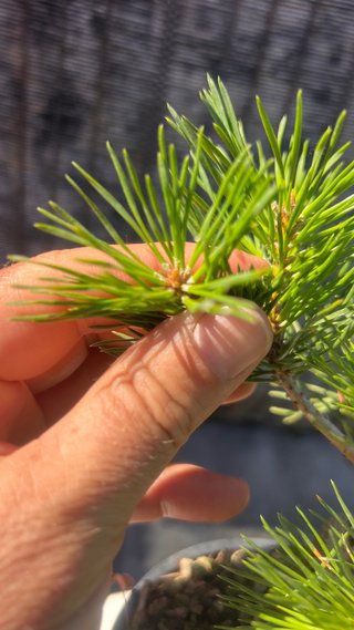 PRE BONSAI PINO SILVESTRIS SHOHIN