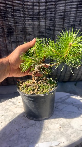 PRE BONSAI PINO SILVESTRIS SHOHIN