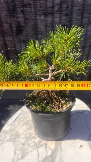 PRE BONSAI PINO SILVESTRIS SHOHIN