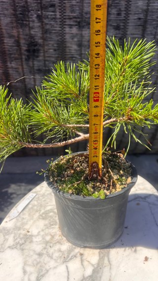 PRE BONSAI PINO SILVESTRIS SHOHIN