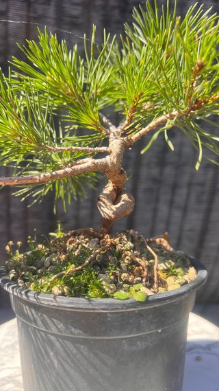 PRE BONSAI PINO SILVESTRIS SHOHIN