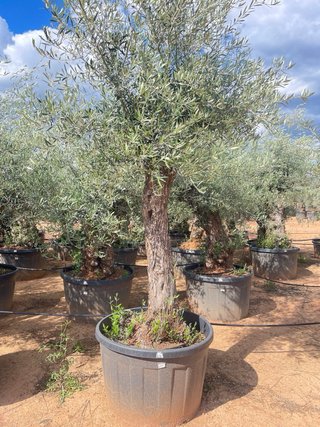 Olivos en maceta