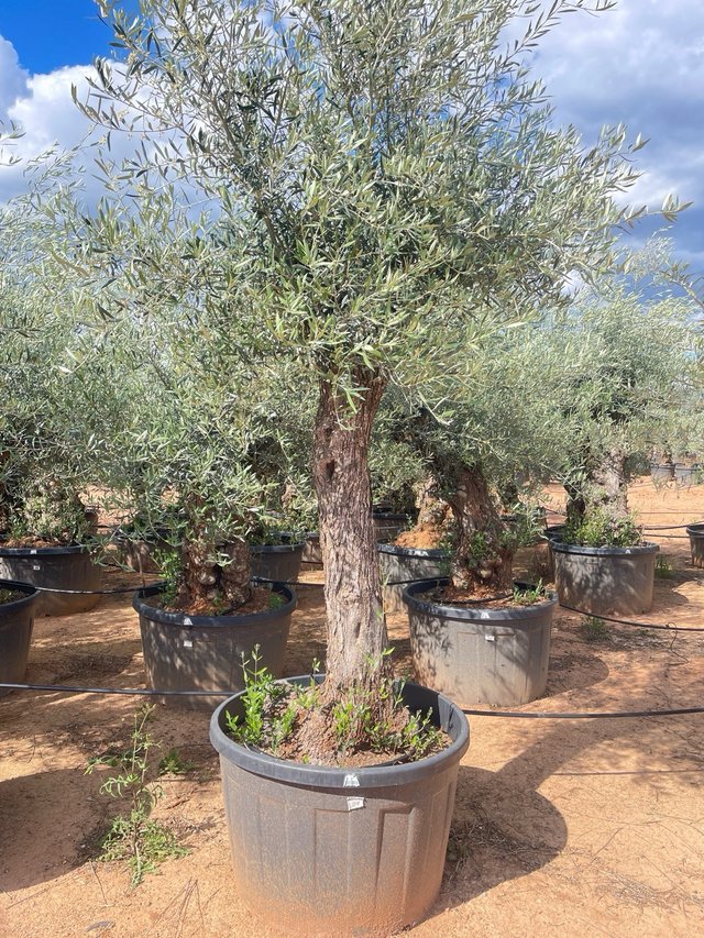 Olivos en maceta