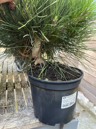 Bonsai Pino Japonés Thumbergii