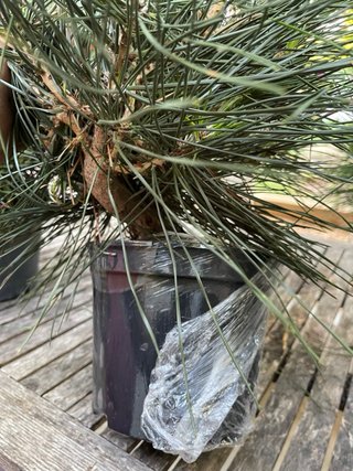 Bonsai Pino Japonés Thumbergii