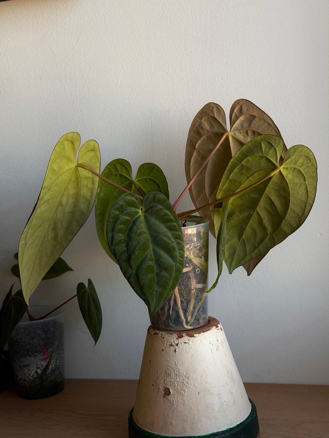 Anthurium (Carlablackiae x Antolakii) x DP F2 - H