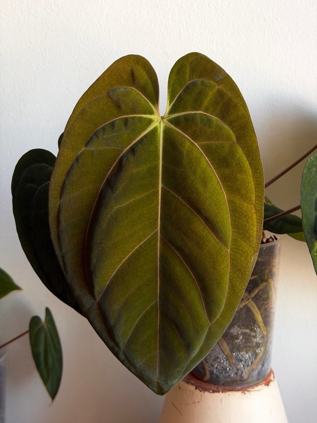 Anthurium (Carlablackiae x Antolakii) x DP F2 - H