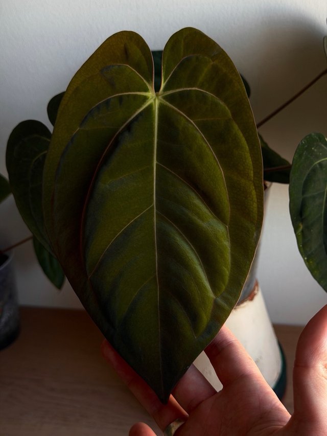 Anthurium (Carlablackiae x Antolakii) x DP F2 - H