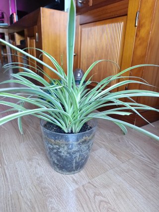 Planta Cinta Chlorophytum comosum