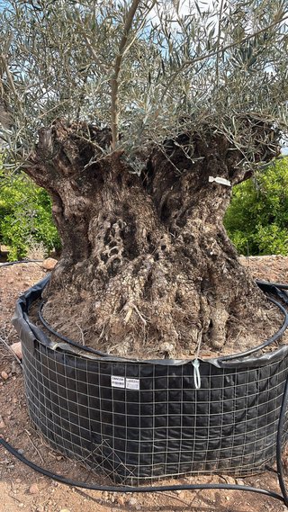 Olivos centenarios en maceta