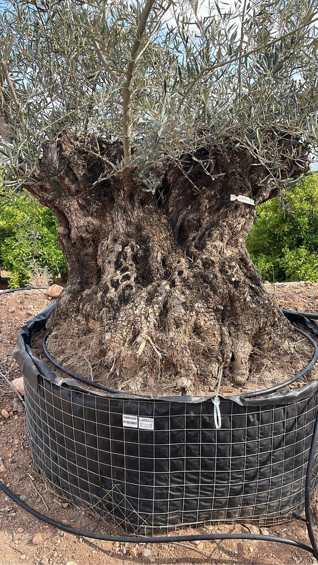 Olivos centenarios en maceta