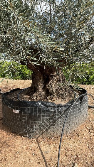 Olivos centenarios en maceta