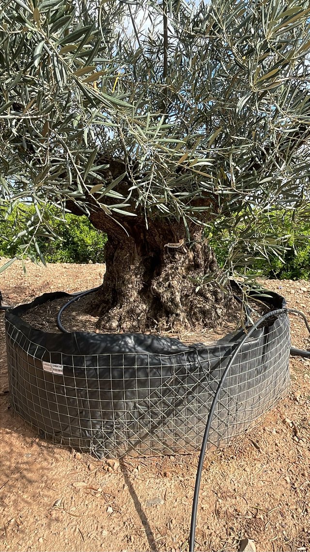 Olivos centenarios en maceta