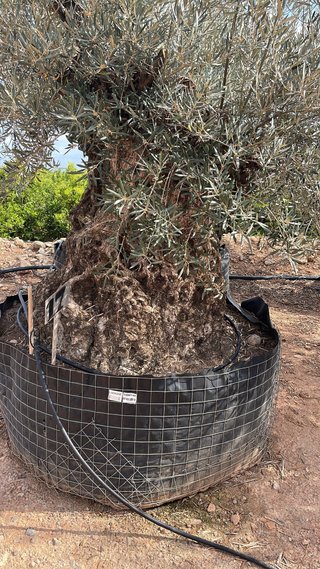 Olivos centenarios en maceta