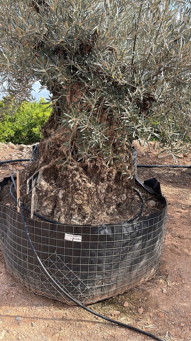 Olivos centenarios en maceta