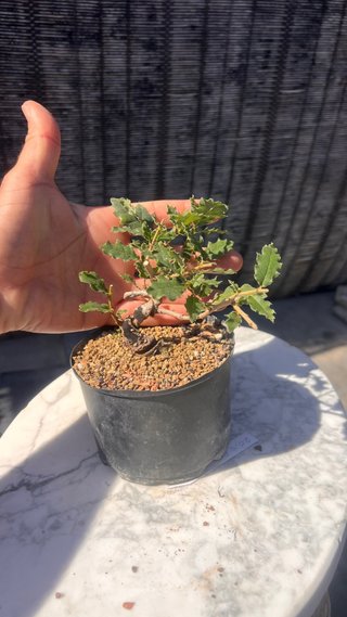 PRE BONSAI SHITO / MAME / SHOHIN ROBLE / FAGINEA /