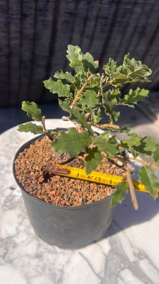 PRE BONSAI SHITO / MAME / SHOHIN ROBLE / FAGINEA /