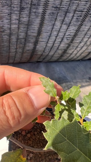 PRE BONSAI SHITO / MAME / SHOHIN ROBLE / FAGINEA /