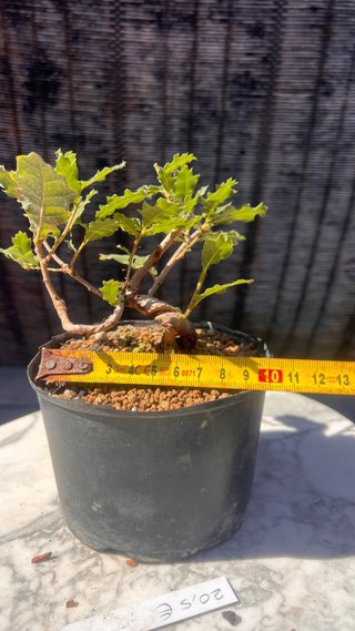 PRE BONSAI SHITO / MAME / SHOHIN ROBLE / FAGINEA /
