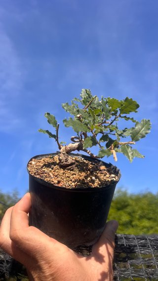 PRE BONSAI SHITO / MAME / SHOHIN ROBLE / FAGINEA /