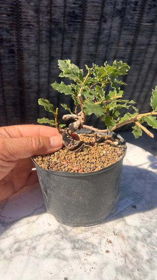 PRE BONSAI SHITO / MAME / SHOHIN ROBLE / FAGINEA /