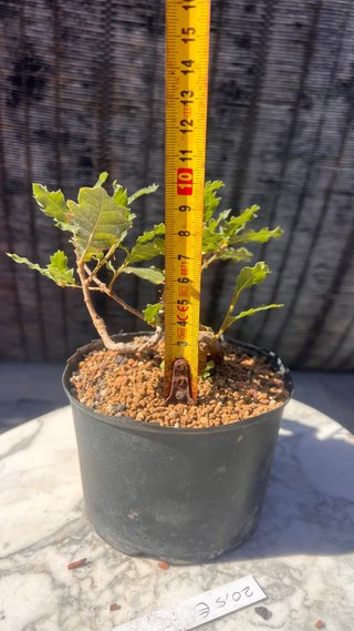 PRE BONSAI SHITO / MAME / SHOHIN ROBLE / FAGINEA /