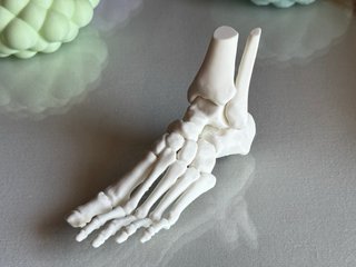 Esqueleto Pie Modelo 3D Realista