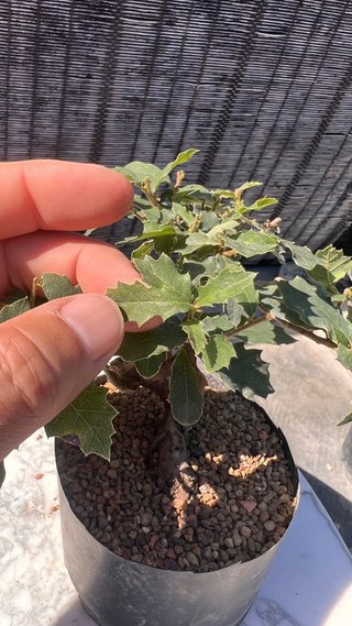 PRE BONSAI SHITO / MAME / SHOHIN ROBLE / FAGINEA /
