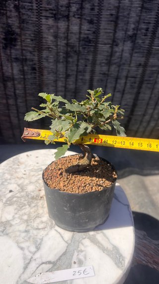 PRE BONSAI SHITO / MAME / SHOHIN ROBLE / FAGINEA /