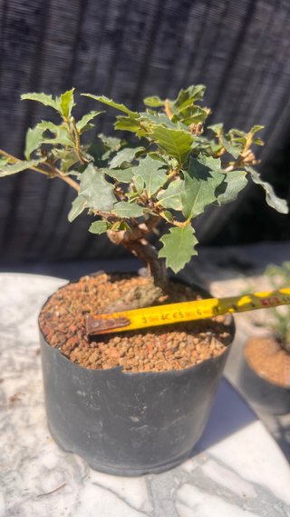PRE BONSAI SHITO / MAME / SHOHIN ROBLE / FAGINEA /