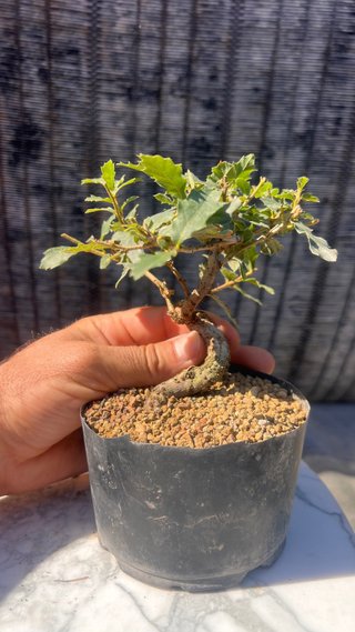 PRE BONSAI SHITO / MAME / SHOHIN ROBLE / FAGINEA /