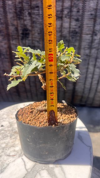 PRE BONSAI SHITO / MAME / SHOHIN ROBLE / FAGINEA /