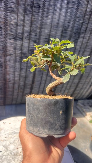 PRE BONSAI SHITO / MAME / SHOHIN ROBLE / FAGINEA /