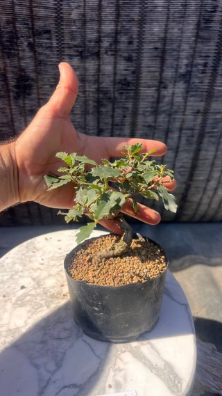 PRE BONSAI SHITO / MAME / SHOHIN ROBLE / FAGINEA /
