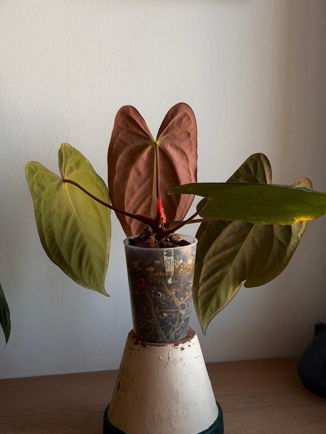 Anthurium Pap. sp BV x ((Carla x Antolakii)xDP) M