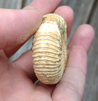 Fósil ammonite