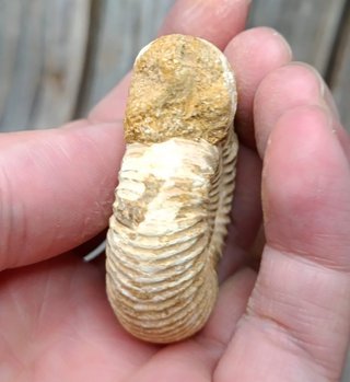 Fósil ammonite