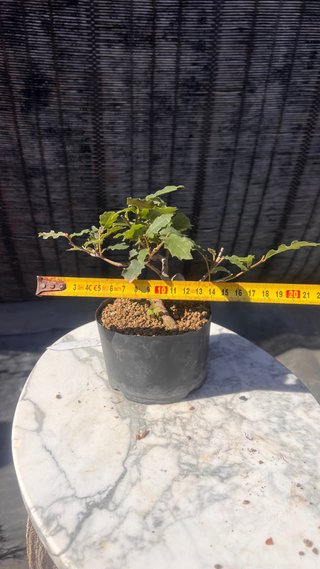 PRE BONSAI SHITO / MAME / SHOHIN ROBLE / FAGINEA /