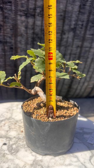 PRE BONSAI SHITO / MAME / SHOHIN ROBLE / FAGINEA /