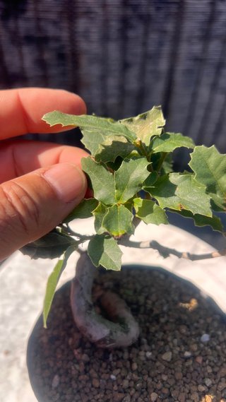PRE BONSAI SHITO / MAME / SHOHIN ROBLE / FAGINEA /
