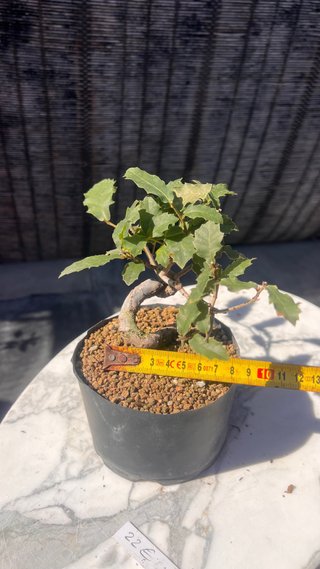 PRE BONSAI SHITO / MAME / SHOHIN ROBLE / FAGINEA /