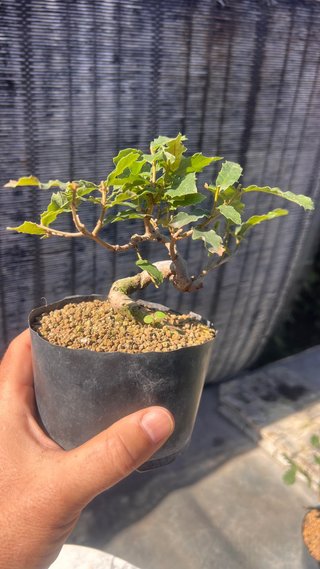 PRE BONSAI SHITO / MAME / SHOHIN ROBLE / FAGINEA /