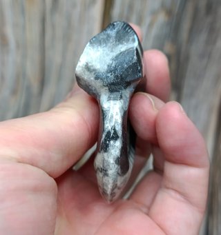 Fósil de Ammonite Negro y Blanco