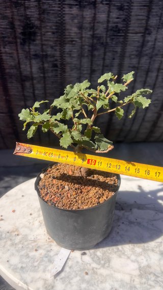 PRE BONSAI SHITO / MAME / SHOHIN ROBLE / FAGINEA /