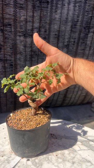 PRE BONSAI SHITO / MAME / SHOHIN ROBLE / FAGINEA /