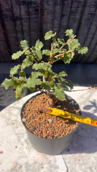 PRE BONSAI SHITO / MAME / SHOHIN ROBLE / FAGINEA /