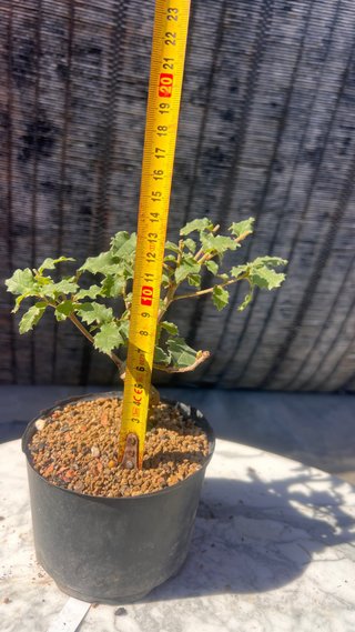 PRE BONSAI SHITO / MAME / SHOHIN ROBLE / FAGINEA /