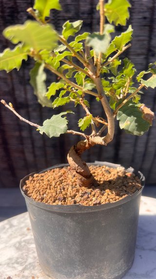 PRE BONSAI SHITO / MAME / SHOHIN ROBLE / FAGINEA /