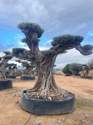 Olivos centenarios en maceta