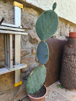Opuntia Robusta